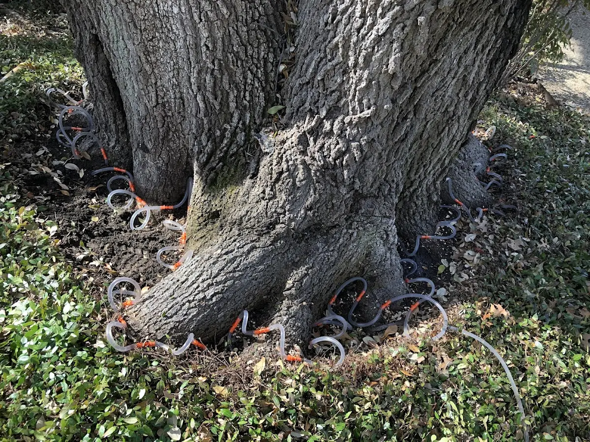 Detailed Tree Cabling and Bracing job site in Fork