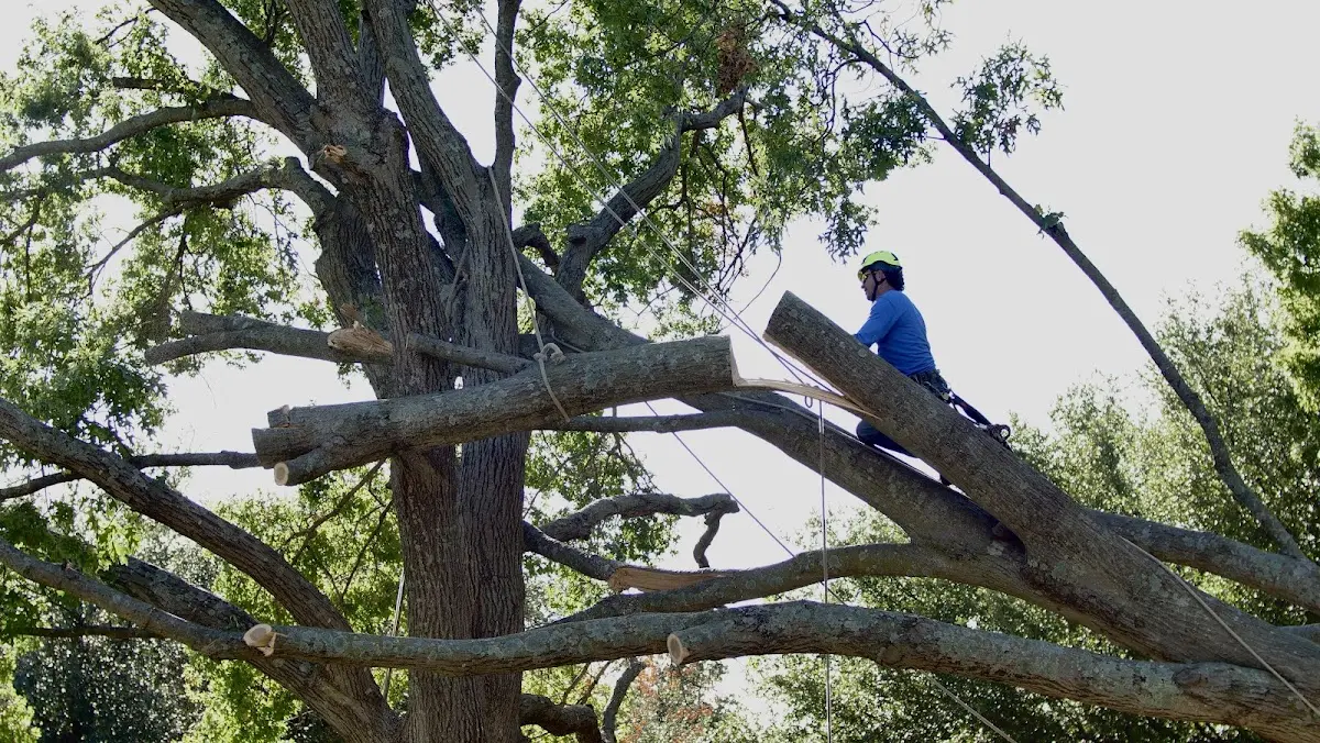 Professional Crown Thinning performed by certified arborists in Fork