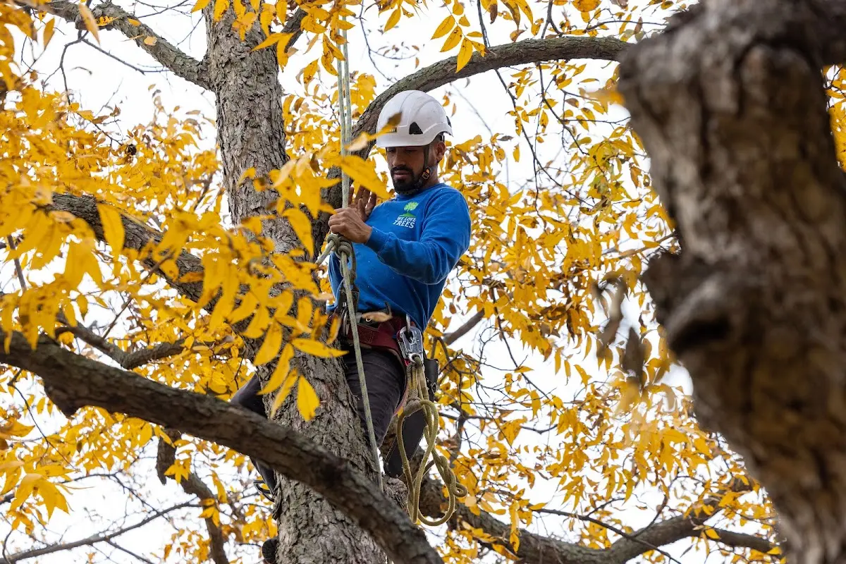 Skilled Emergency Tree Service crew working in Fork